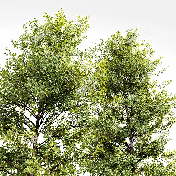 Dual Real Tree 3D Models 3D model image 3