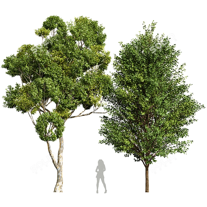  Dual 3D Tree Models 3D model image 1