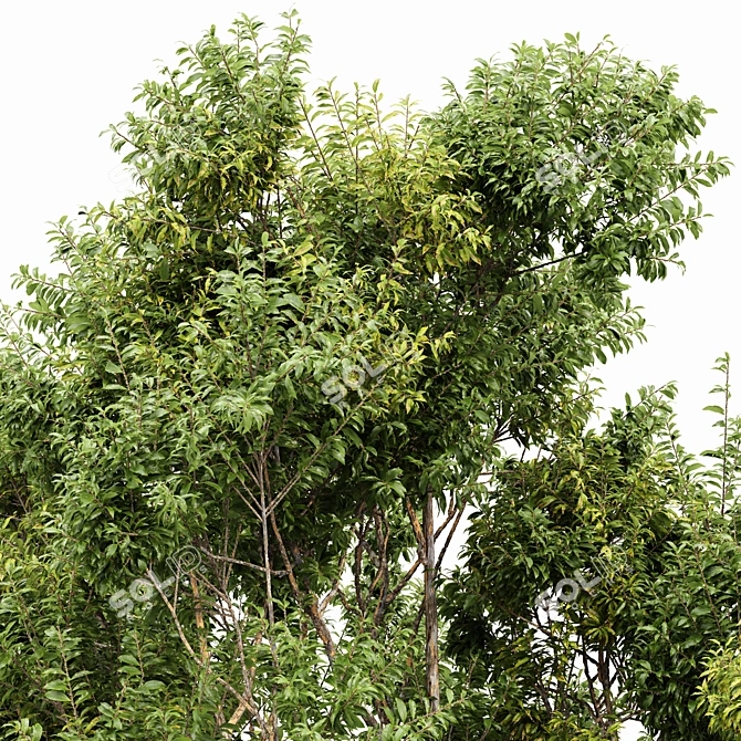  Dual 3D Tree Models 3D model image 2