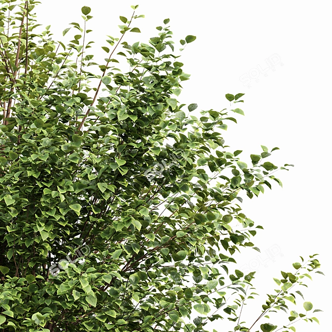  Dual 3D Tree Models 3D model image 3