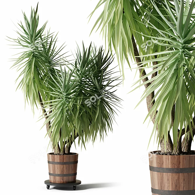 Exotic Yucca Plant Collection 3D model image 1