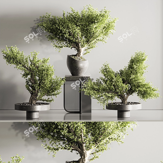 Indoor Plant Bonsai Set 114 3D model image 3