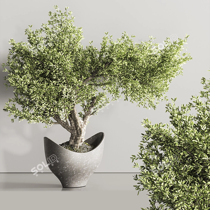 Indoor Plant Bonsai Set 114 3D model image 4