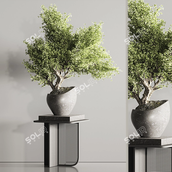 Indoor Plant Bonsai Set 114 3D model image 5