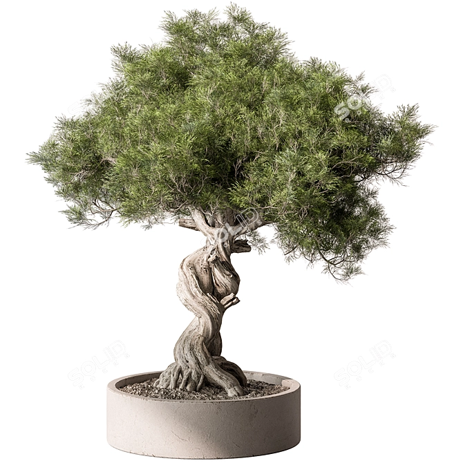 Zen Bonsai Plant 548 3D model image 2