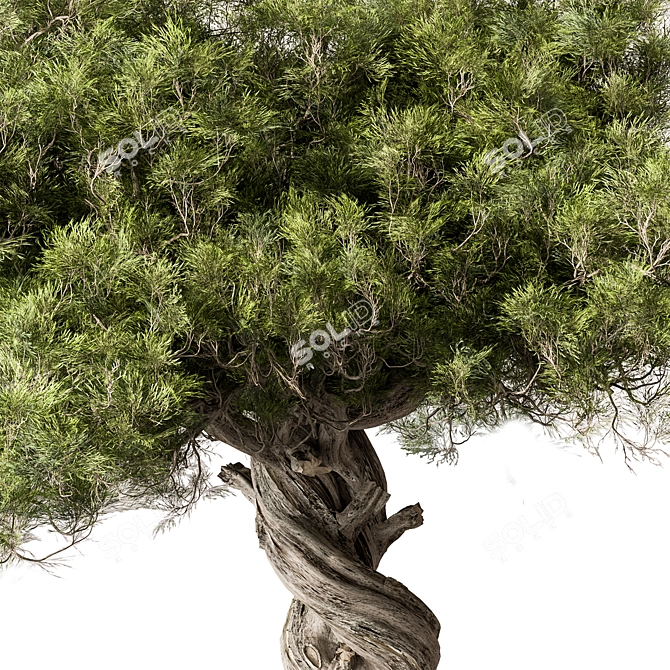 Zen Bonsai Plant 548 3D model image 3