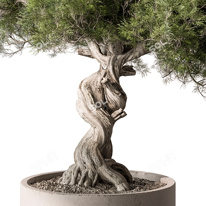 Zen Bonsai Plant 548 3D model image 5