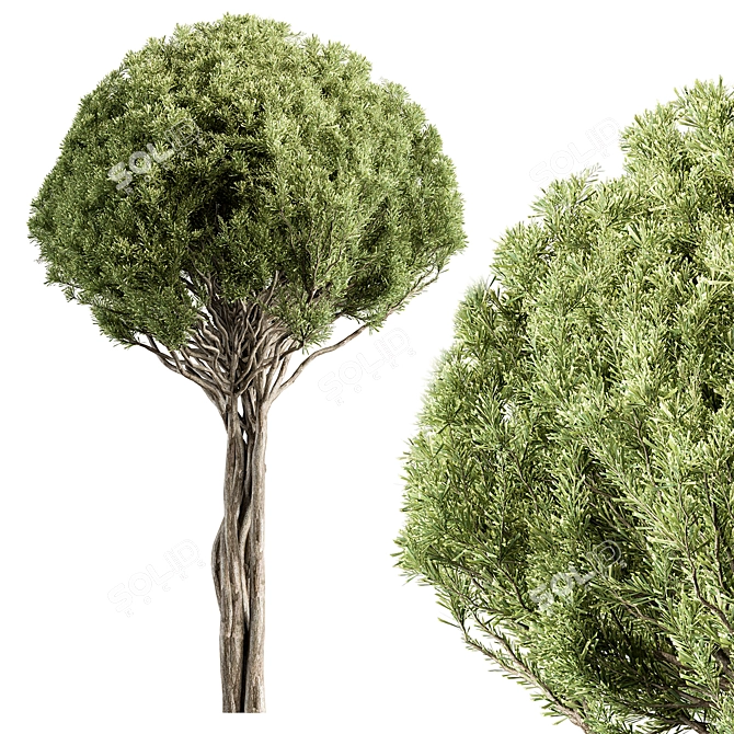 Evergreen Spruce Tree Set 3D model image 1