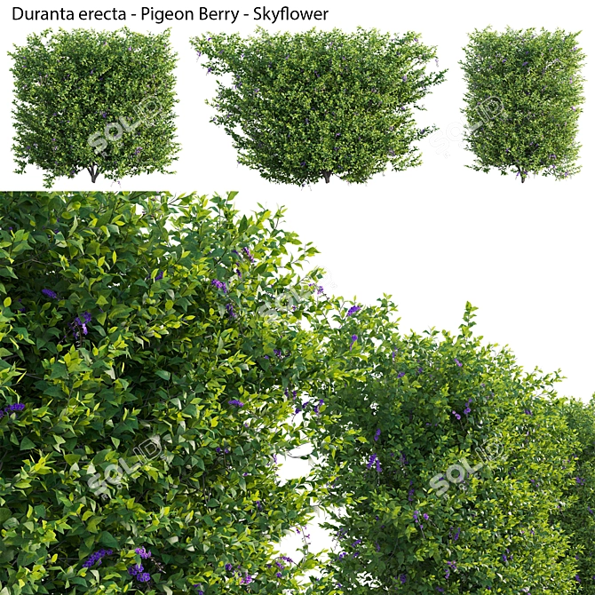 Complete 3D Plant Models Collection 3D model image 1