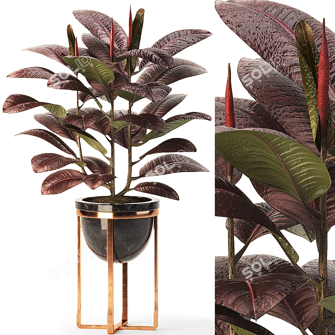 Modern Indoor Ficus Elastica Set 3D model image 1