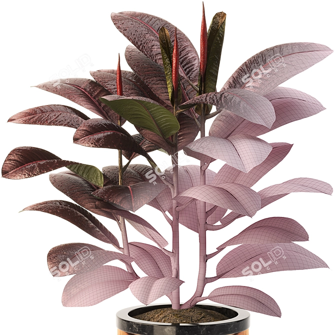 Modern Indoor Ficus Elastica Set 3D model image 4