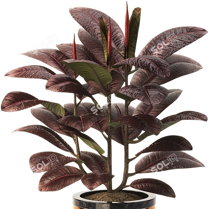 Modern Indoor Ficus Elastica Set 3D model image 5