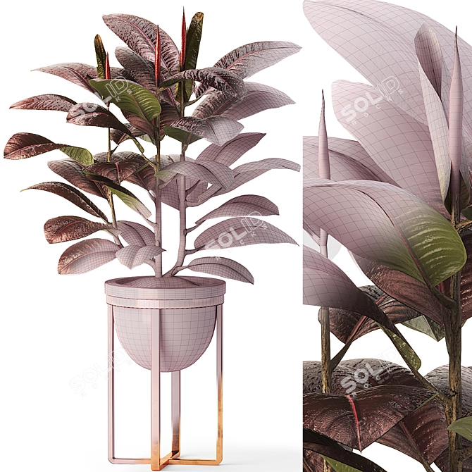 Modern Indoor Ficus Elastica Set 3D model image 6