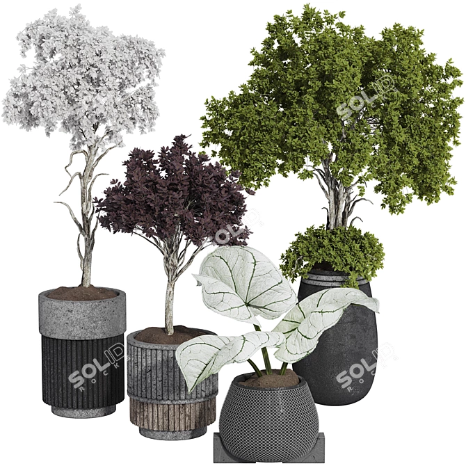  Indoor Tropical Bonsai Tree 3D Model 3D model image 1