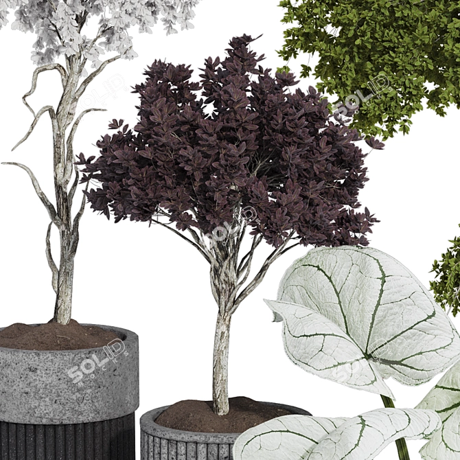  Indoor Tropical Bonsai Tree 3D Model 3D model image 3