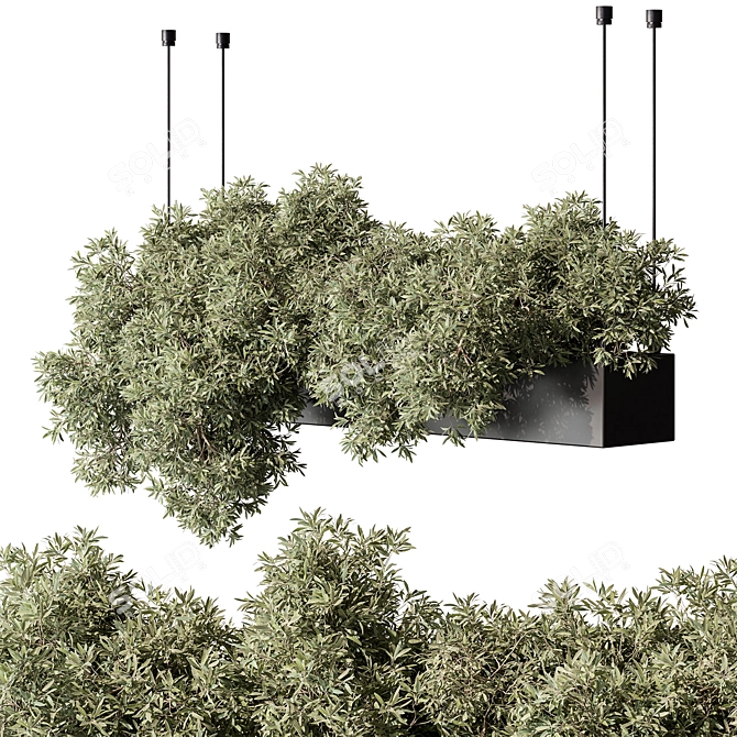 Title: Hanging Indoor Plant 555 3D model image 1