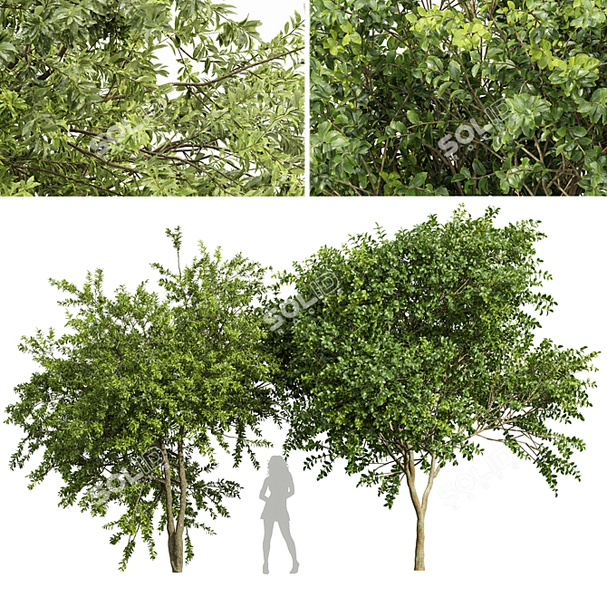 Exotic 3D Tree Models Set 3D model image 1