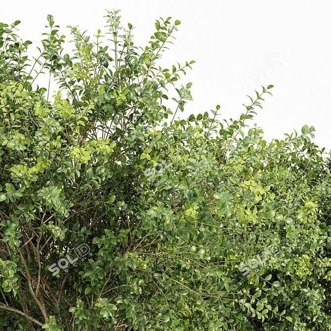 Exotic 3D Tree Models Set 3D model image 2