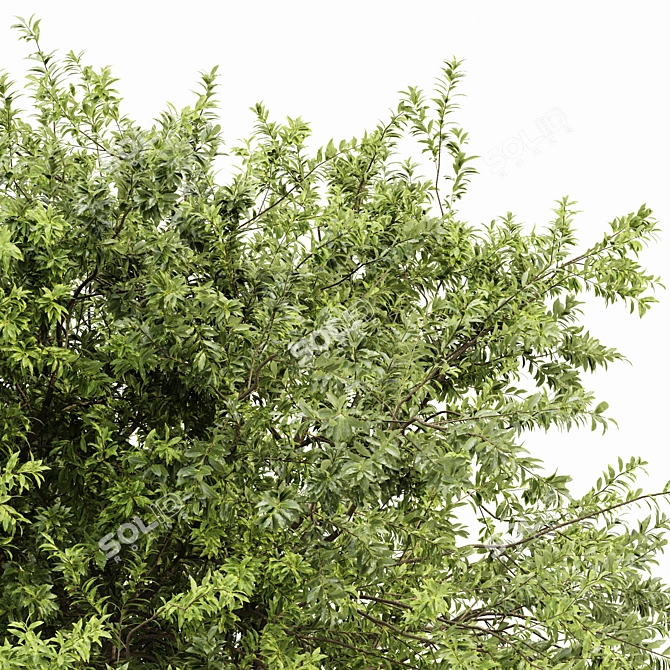 Exotic 3D Tree Models Set 3D model image 3