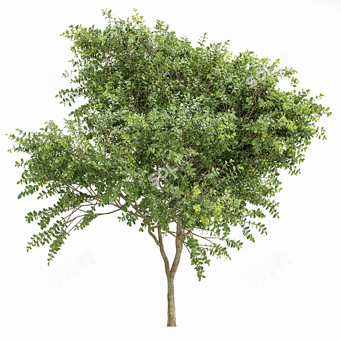 Exotic 3D Tree Models Set 3D model image 4