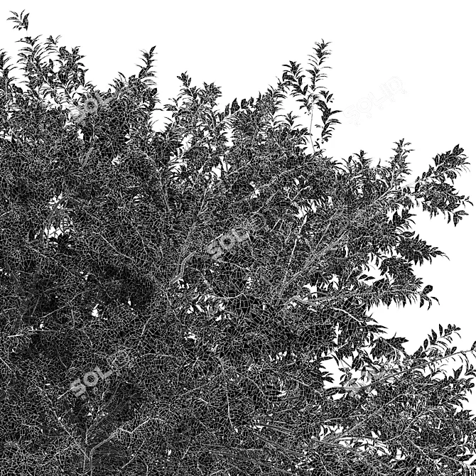 Exotic 3D Tree Models Set 3D model image 6