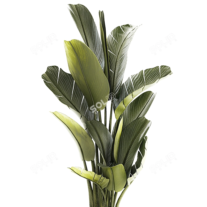 Exotic Tropical Plant Collection 3D model image 2