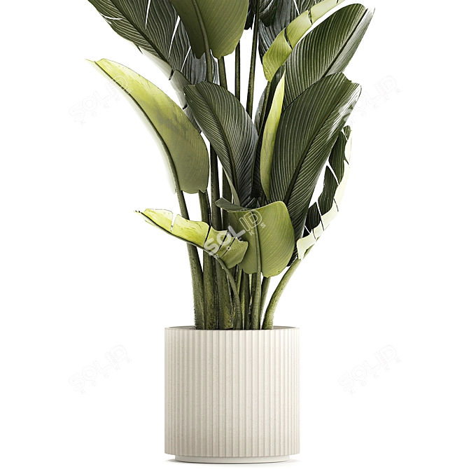 Exotic Tropical Plant Collection 3D model image 3