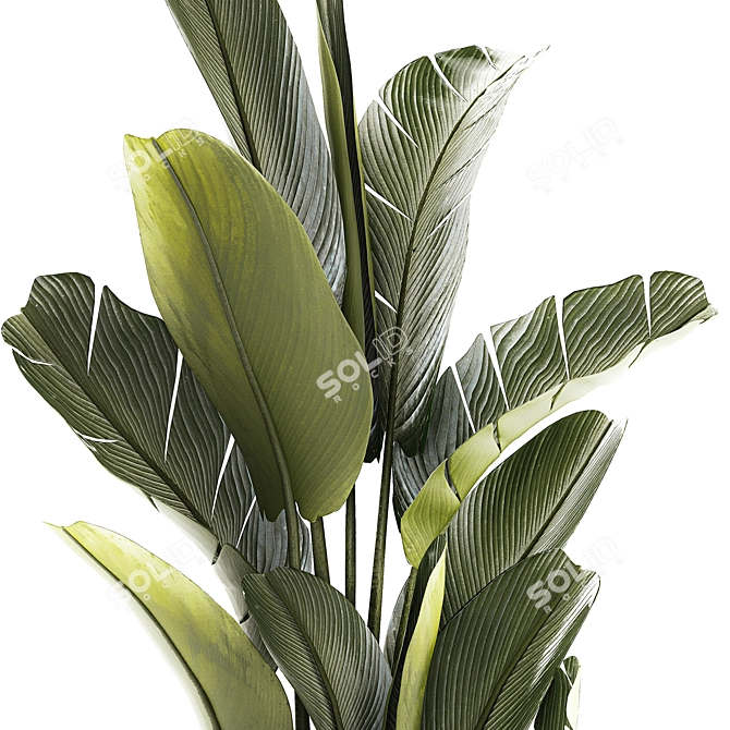 Exotic Tropical Plant Collection 3D model image 4