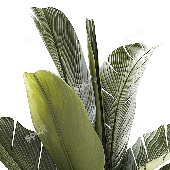 Exotic Tropical Plant Collection 3D model image 6