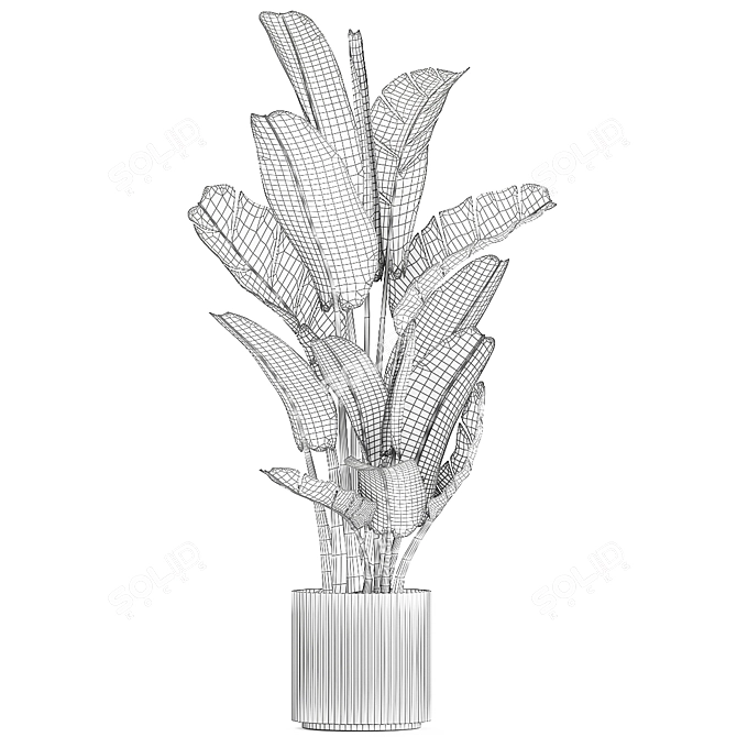 Exotic Tropical Plant Collection 3D model image 7
