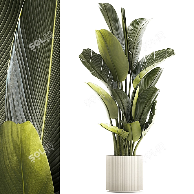 Exotic Tropical Plant Collection 3D model image 8