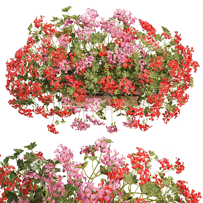 Pelargonium Hanging Plant Model 3D model image 1