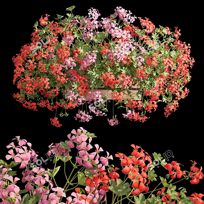 Pelargonium Hanging Plant Model 3D model image 2