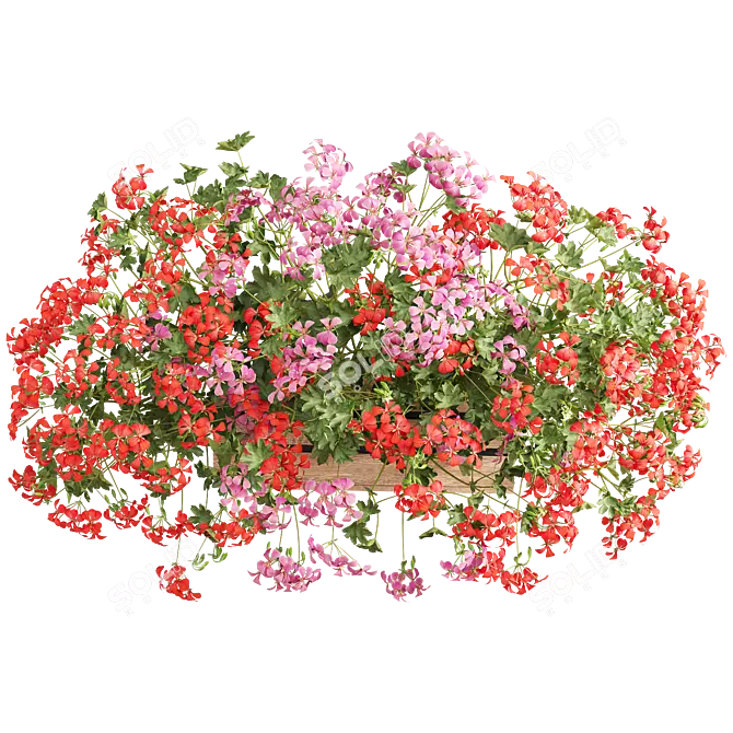 Pelargonium Hanging Plant Model 3D model image 3