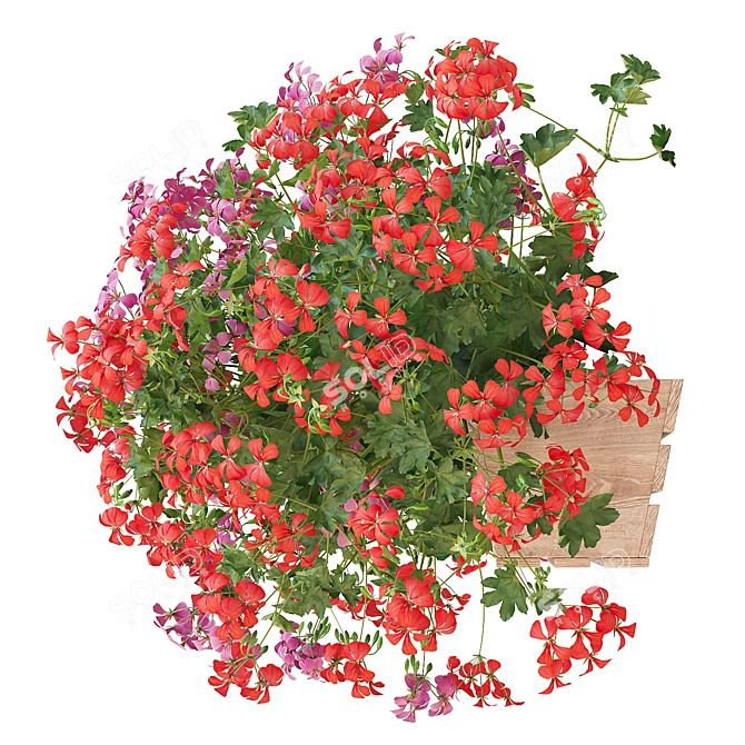 Pelargonium Hanging Plant Model 3D model image 4