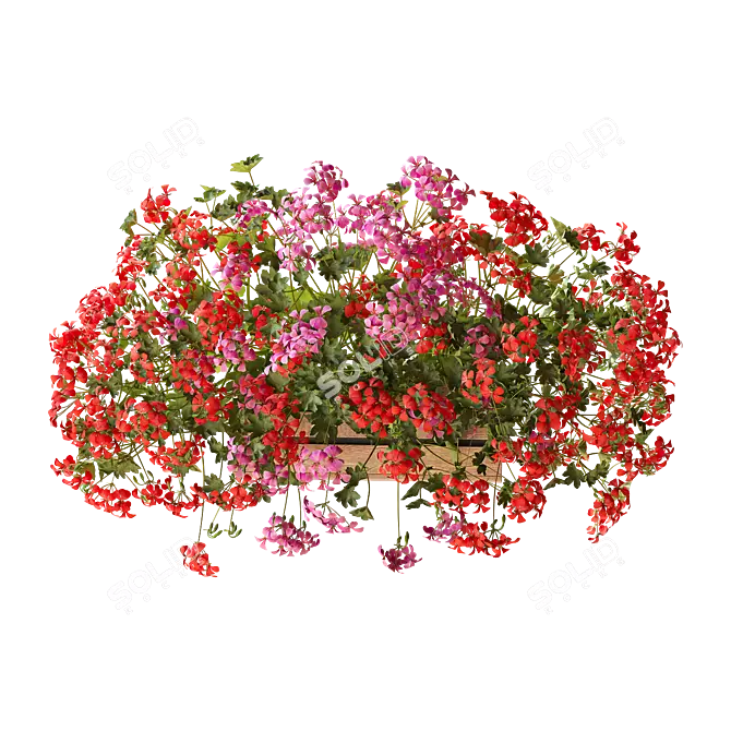 Pelargonium Hanging Plant Model 3D model image 6