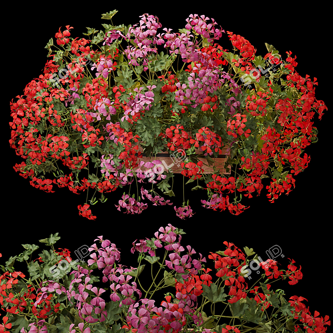 Pelargonium Hanging Plant Model 3D model image 7