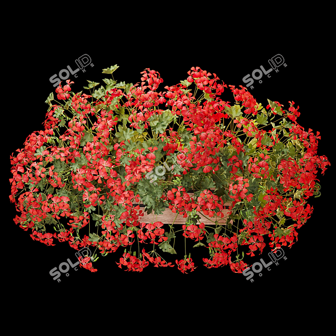 Pelargonium Hanging Plant Model 3D model image 9