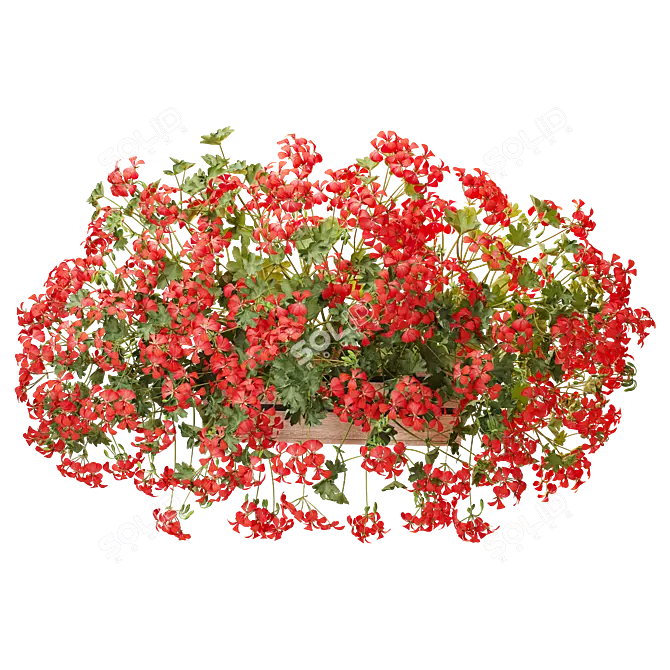 Pelargonium Hanging Plant Model 3D model image 10