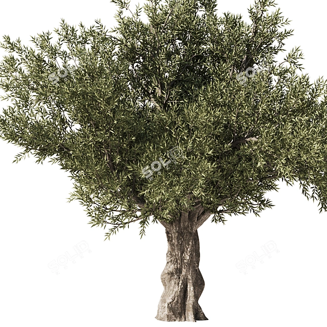 Eucalyptus Tree Set5 3D Model 3D model image 2