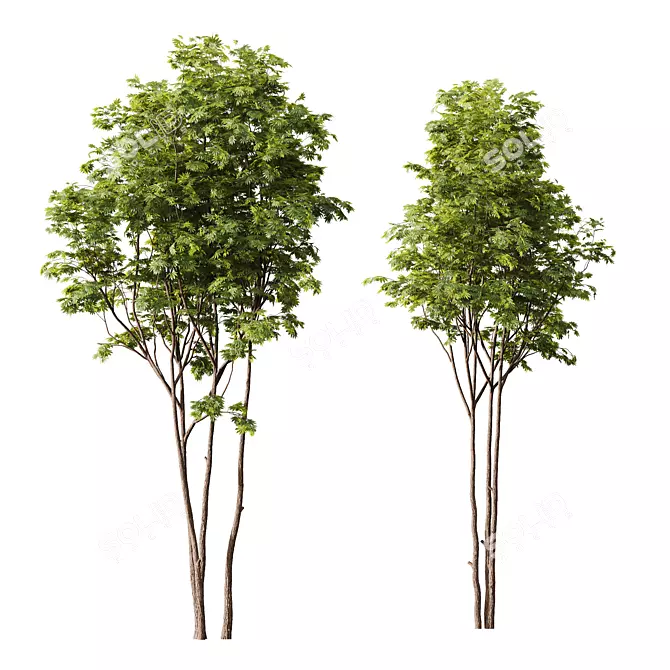 HQ Ash Maple Tree Models 3D model image 1