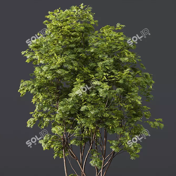 HQ Ash Maple Tree Models 3D model image 2