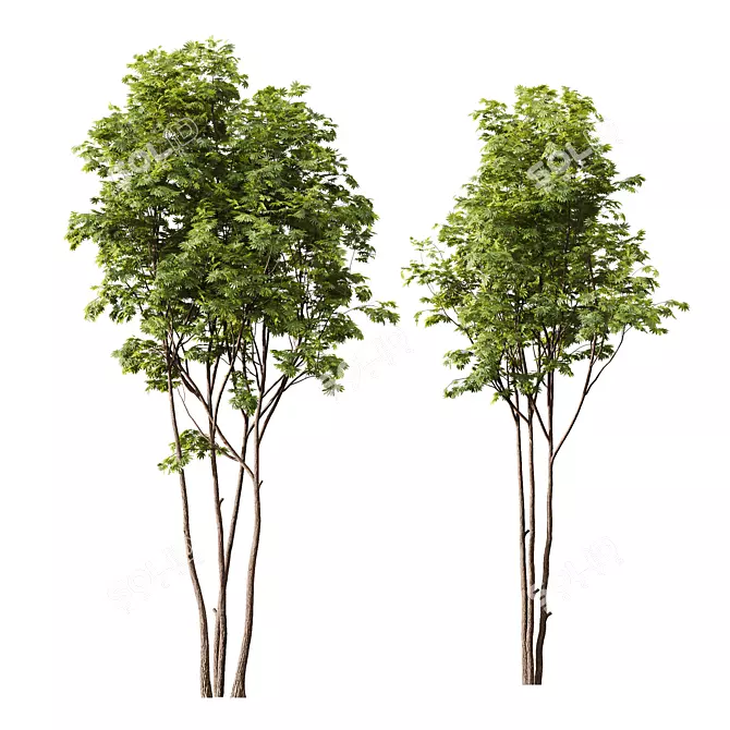 HQ Ash Maple Tree Models 3D model image 3