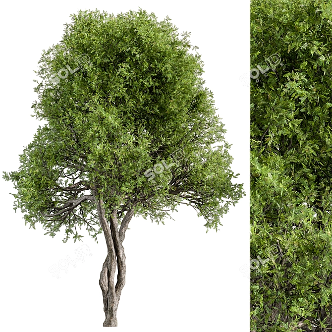 Silvery Wattle Tree Set 184 3D model image 1