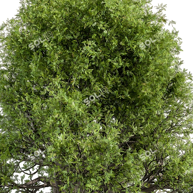 Silvery Wattle Tree Set 184 3D model image 2