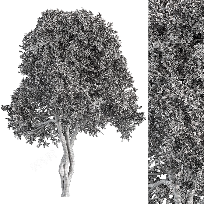 Silvery Wattle Tree Set 184 3D model image 3