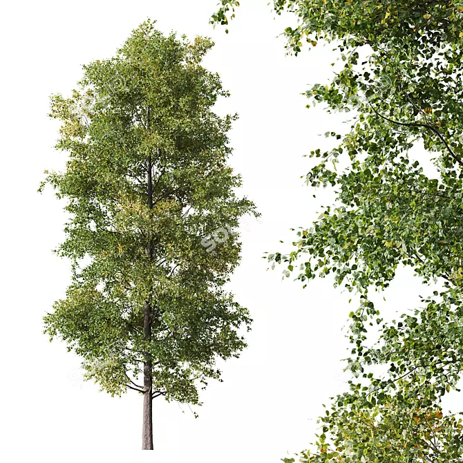 European Common Alder Tree 3D 3D model image 1