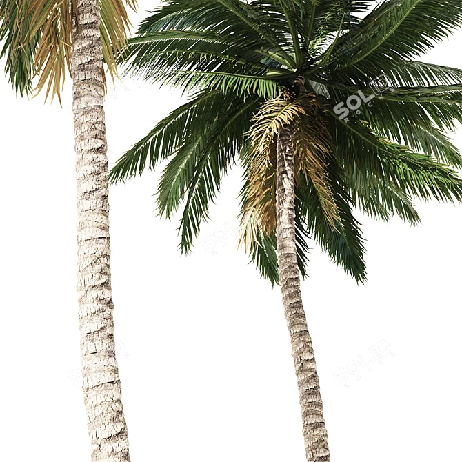 Tropical Palm Tree 3D Model 3D model image 2