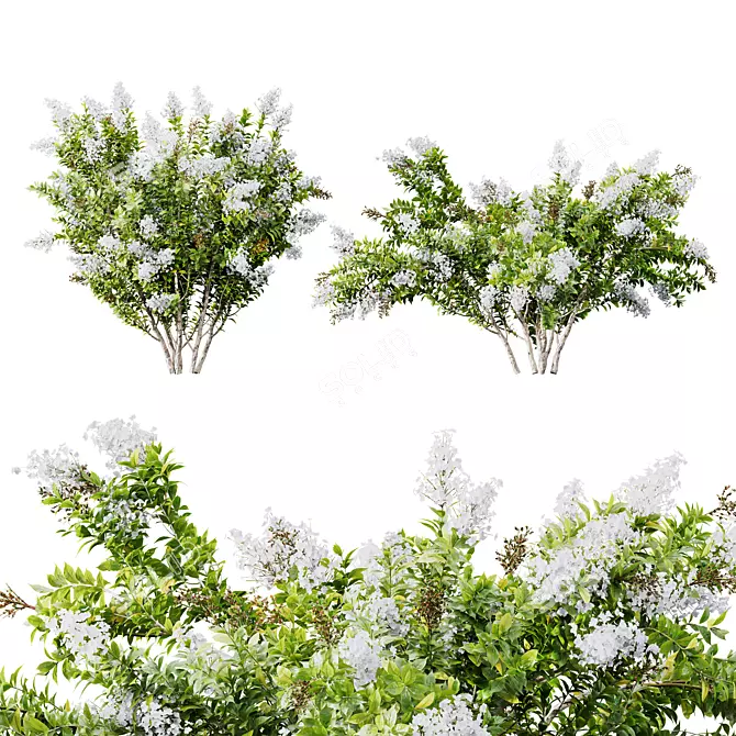 White Flowering Myrtle Tree Models 3D model image 1