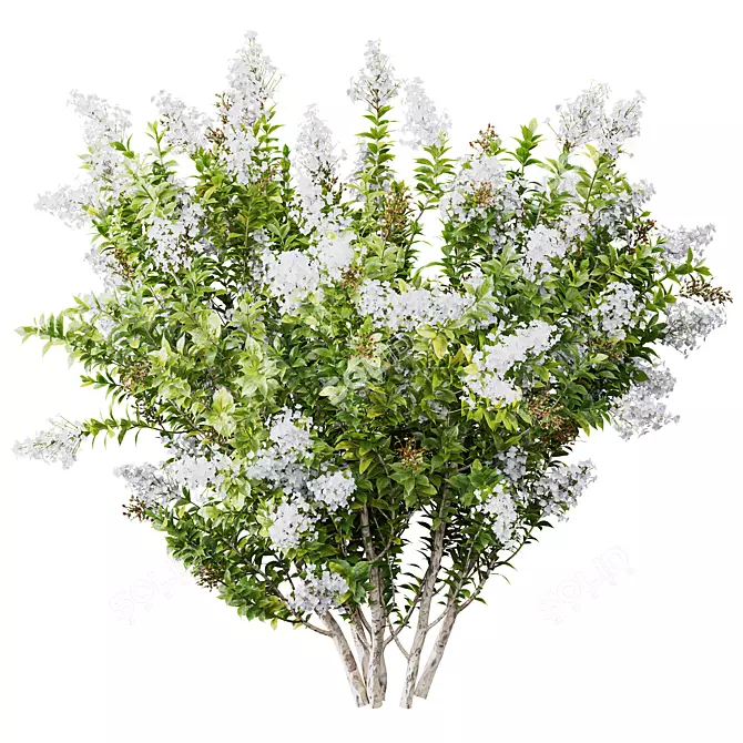 White Flowering Myrtle Tree Models 3D model image 2